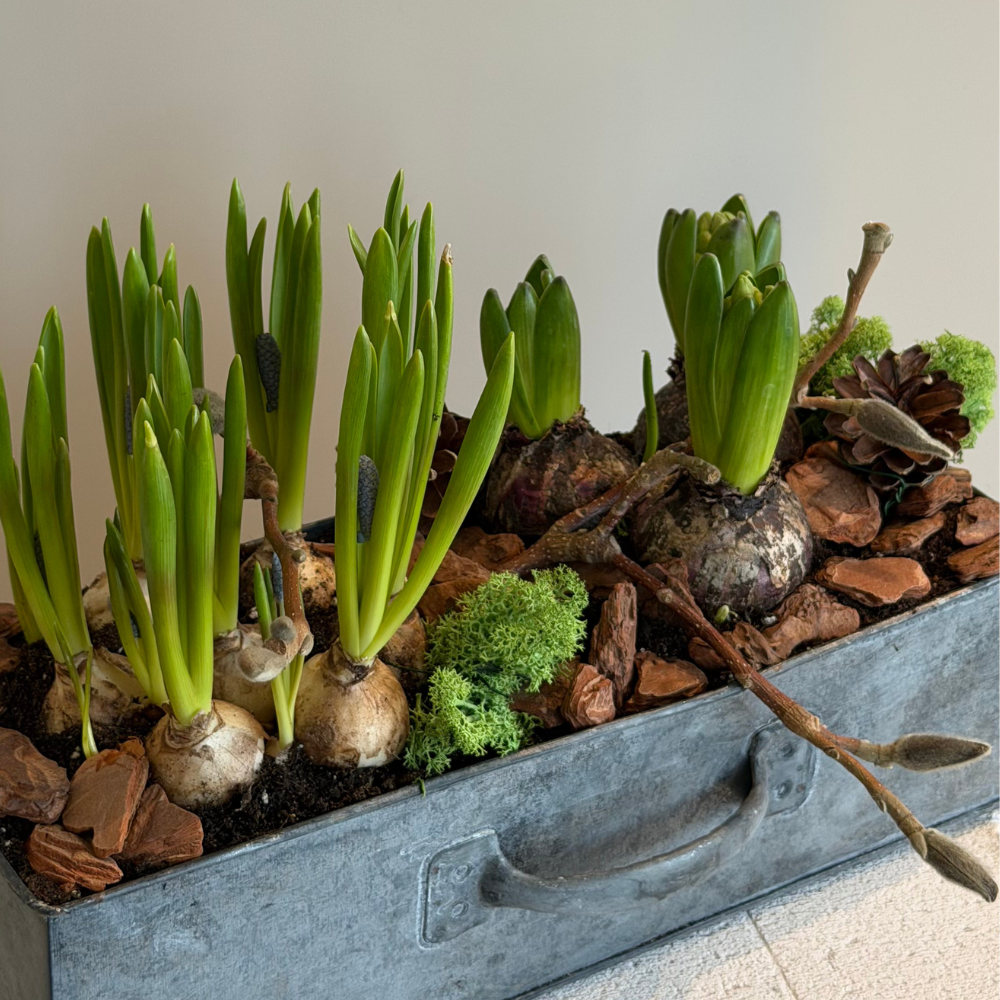 Дизайн без названия – 2026-01-17T171954.127