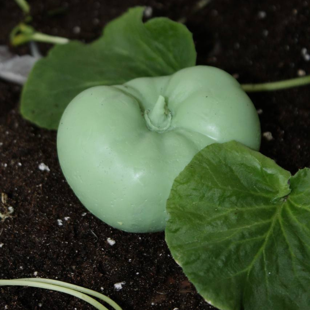 Дизайн без названия – 2026-03-06T101510.741